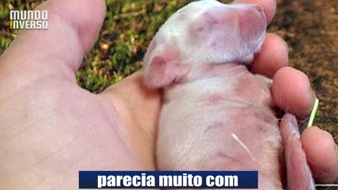 dog brought a puppy from the forest, two months later they discovered something surprising happened