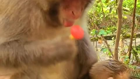 Mother monkey eats lollipop