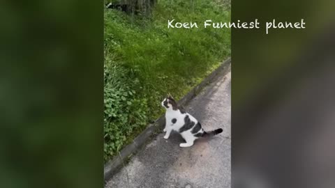 funny cats and dogs