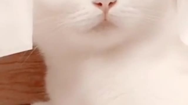 Cats are creatures of fascination