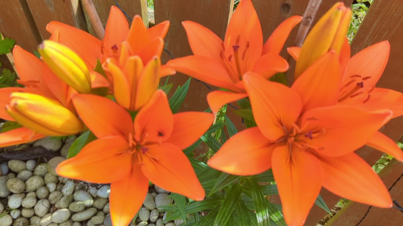 Beautiful orange lily