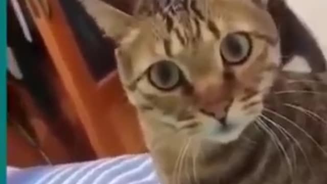 Funniest Cat Videos That Will Make You Laugh !!!