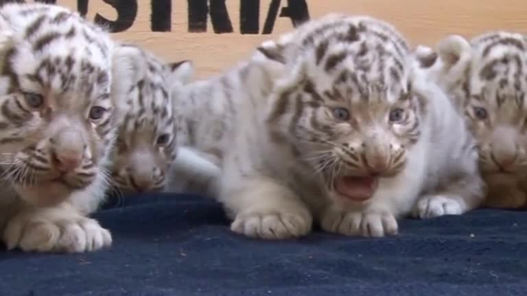 Five White Tiger Cubs Make Their Public Debut