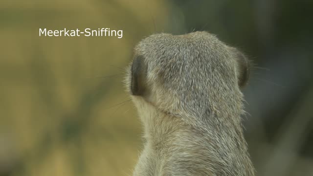 Meerkat sniffing so Cute