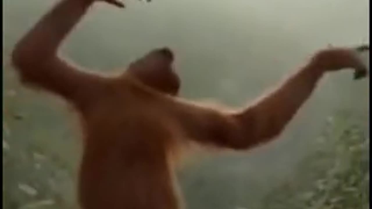 Dancing Orangutan