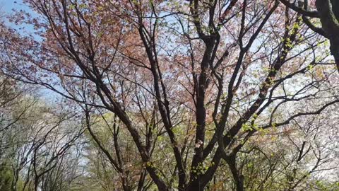 cherry blossom scenery