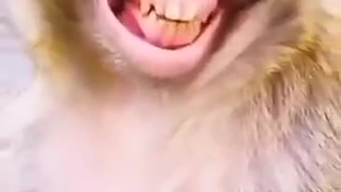 Monkey laughing