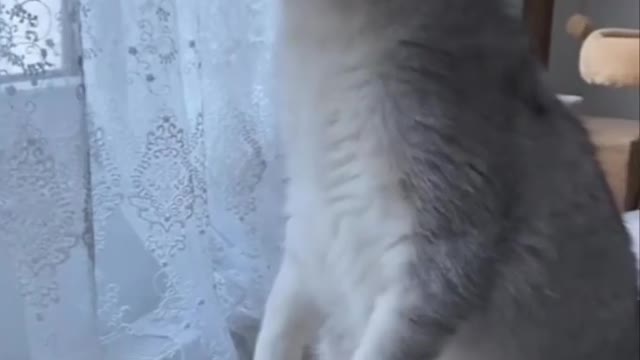 Cat fanny video