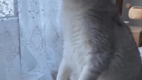 Cat fanny video