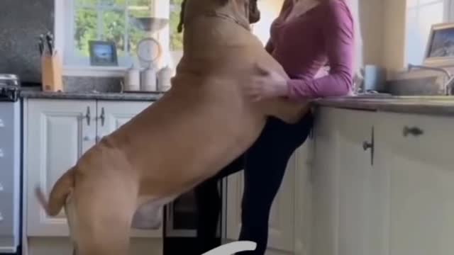 Wow Dog playing with a cute girl