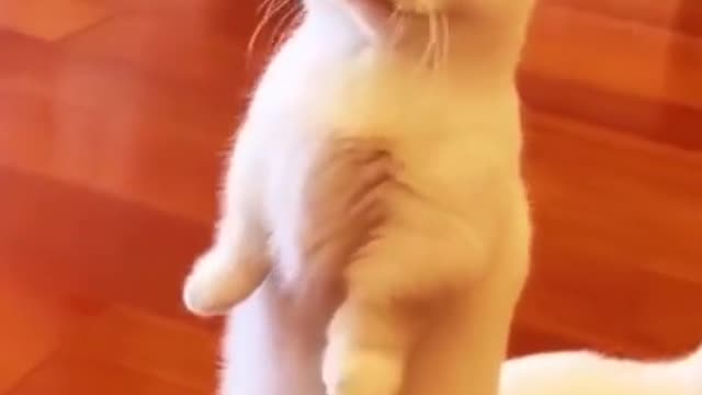 Ain't I cute? Cop Cat