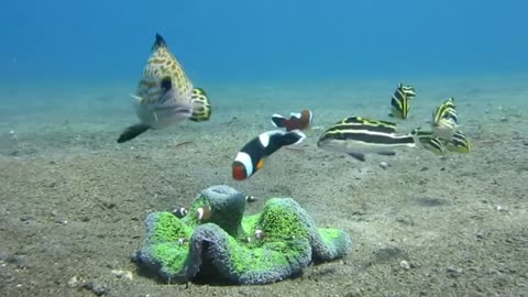 LIVE CORAL MAKE NEST FOR LAYING EGGS CLOWNFISH