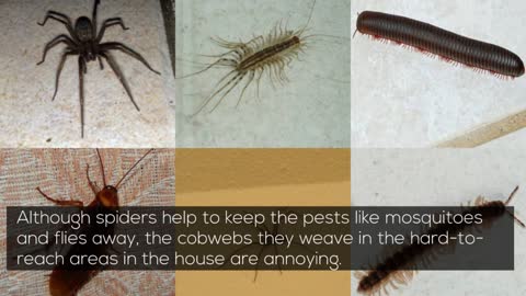 Natural Ways to Keep Spiders Out Of Your House