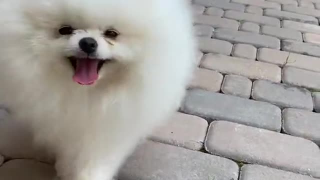 Cute Puppy happily walking on tiled floor, Whatsapp status.