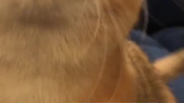 Cat Video