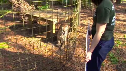 A lioness hates the guy who shows her mirrors