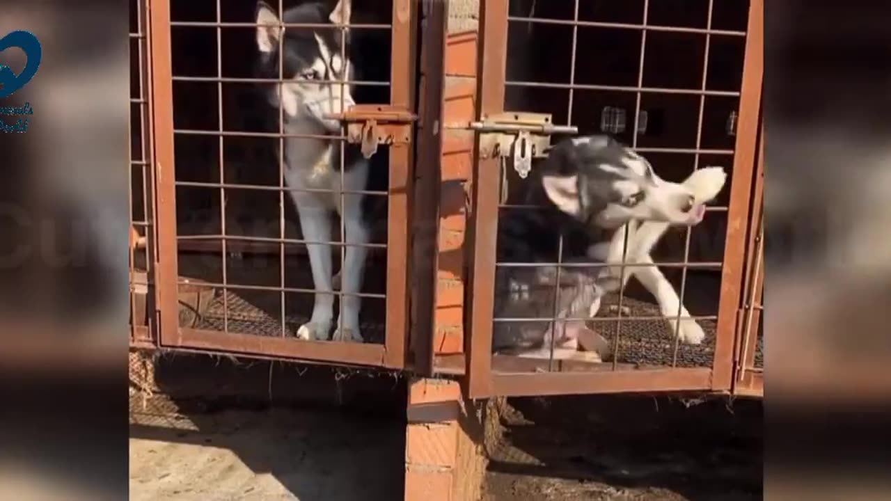 Cute Dogs singing Video || Cute Animals Of World