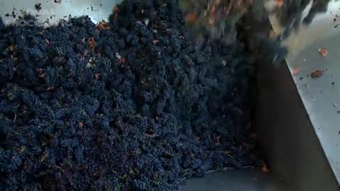 Harvest Wine Grape - Amazing Grape Factory - Traditional Wine Making Processing