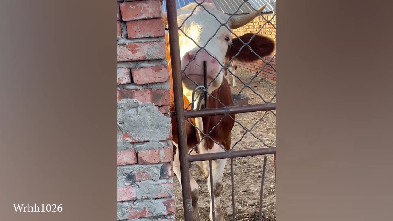 Funny Animal videos