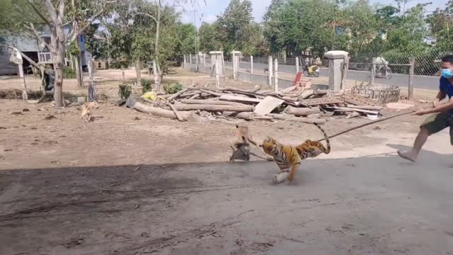 Fake Tiger Prank Dog Run So Funny Video Pranks