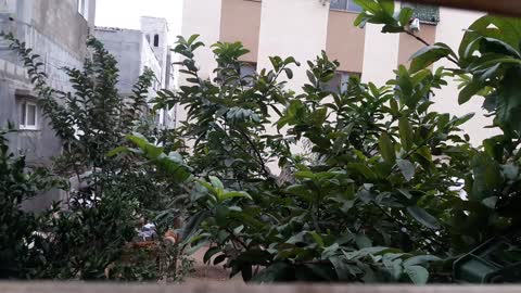 Home garden guava trees