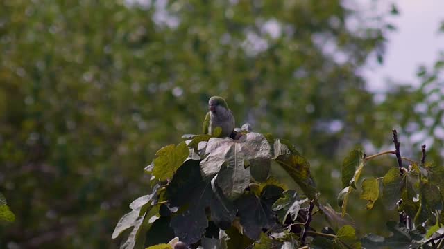 Parrots like to stand on fig trees