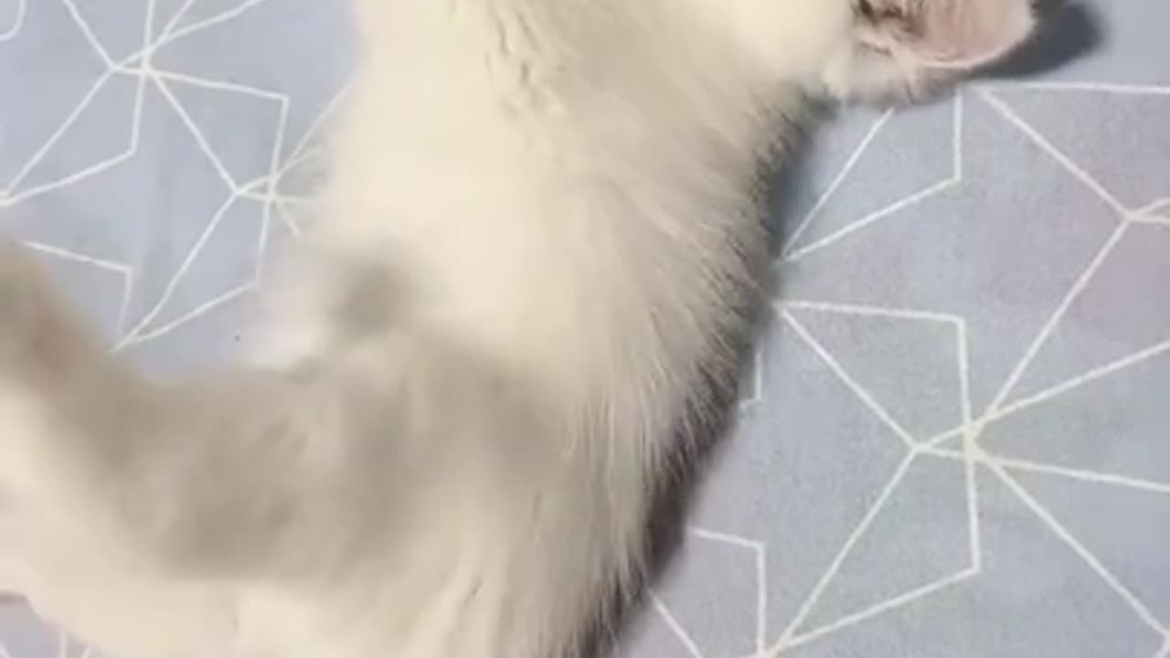 Cute Cats tutorial & Meowing Meow Kittens & Funny Meow Cat #Shorts #catmeow #cattoye