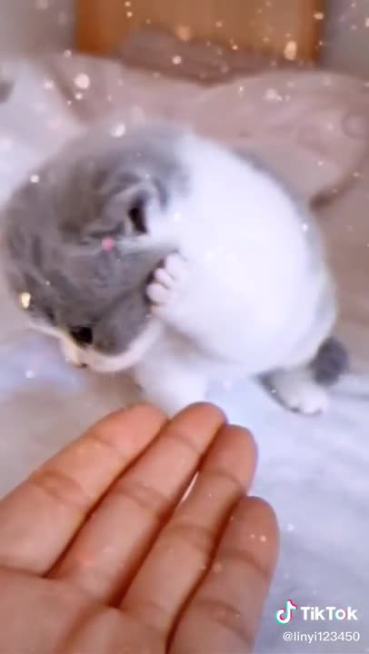 Cats are so FUNNY CAT VIDEOS