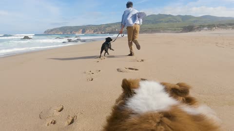 Man Running with his Dogs