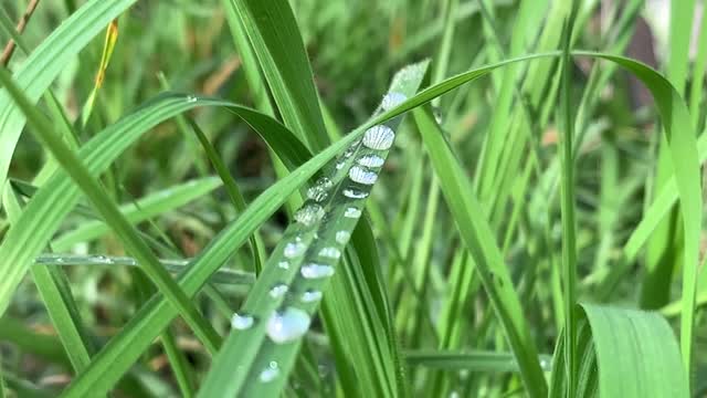 Close-Up Footage Of Dew Drops On Leaves