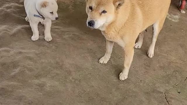 rural Jindo dog