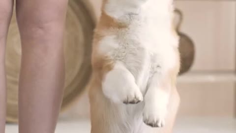 Cute Dog Dancing video