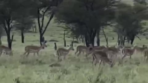 Group of Deer Play and Leap in Forest