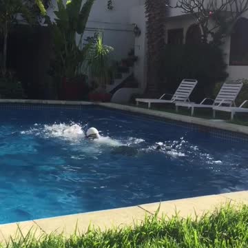 Guy swimming in pool with snorkel and flippers