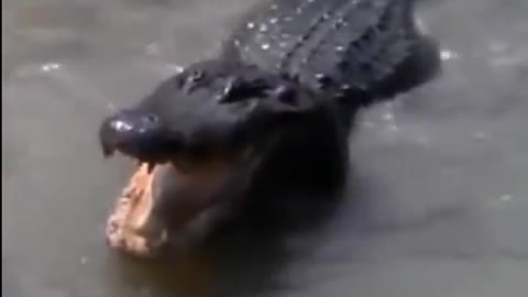 This is a beautiful and charming water-dwelling species