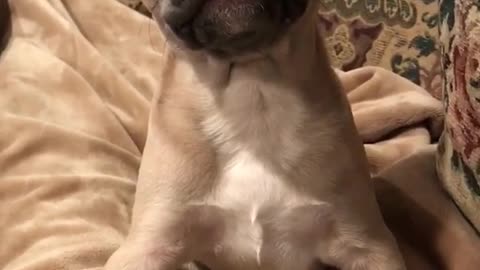 Grey dog growling at owners hand while on sofa