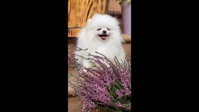 the cutest and funniest dogs