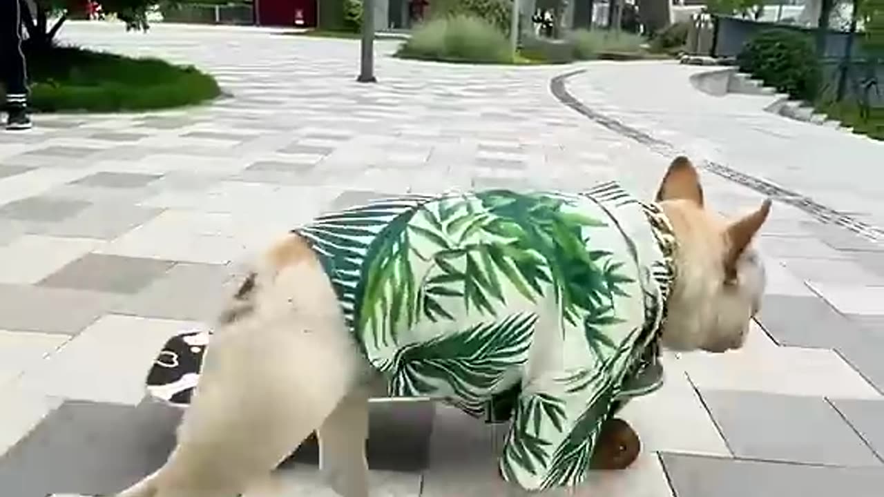 French bulldog skates down the stairs, shocking the passers-by