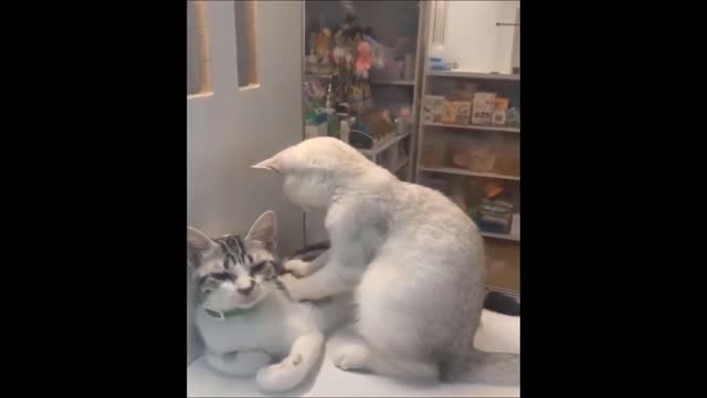 Cute Pets - Cute And Funny Animals Compilation - Cute Pets