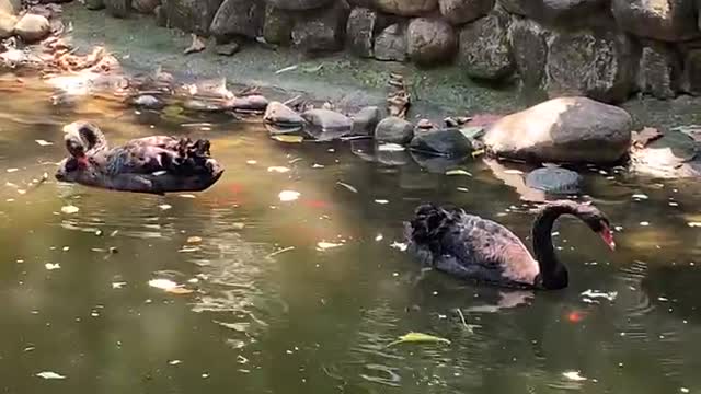 This is a goose couple