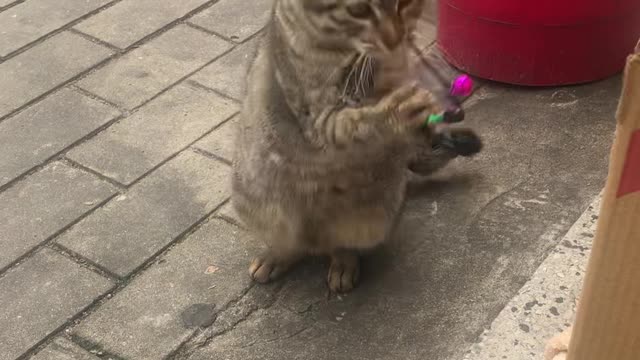 cat playing with toys