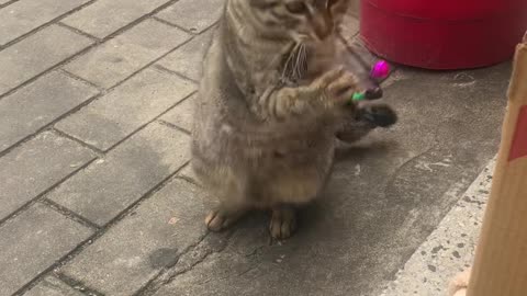 cat playing with toys