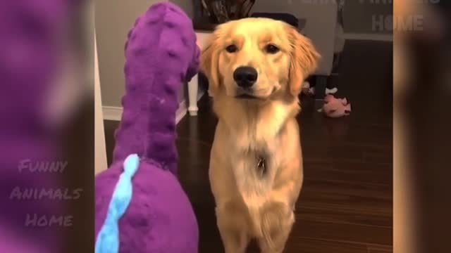 Funny Animals Videos