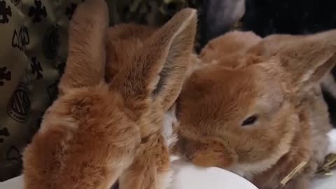 Baby bunnies drink water for the first time!!!