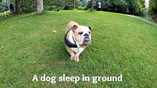 funny dog at garden / funny laze dog sleep in garden