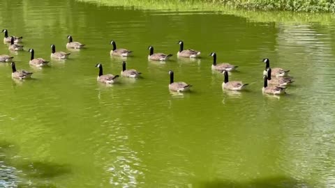 Geese out for a swim