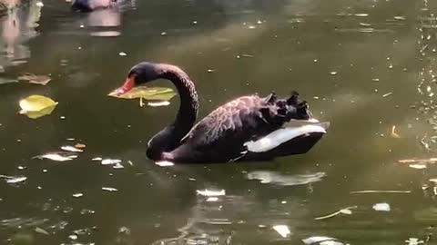 Ducks looking for food