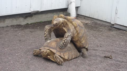Turtle's Public Display of Affection