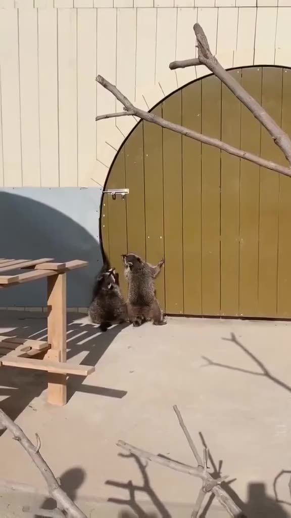 2 raccoons trying to open a door