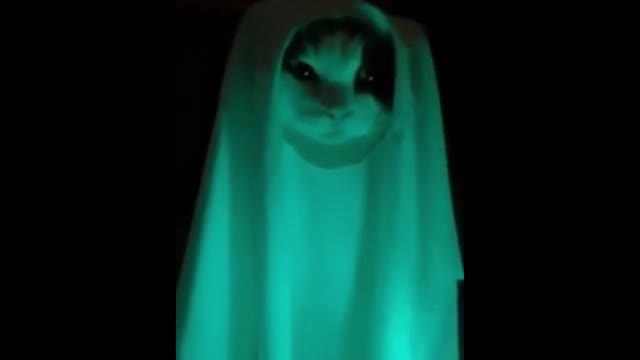 Ghost Cat 😻 Funny And Cute Cat Funny Cats Life 😂